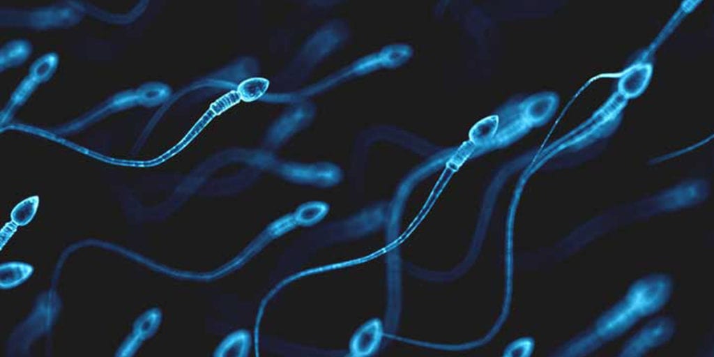 Lifespan of a sperm