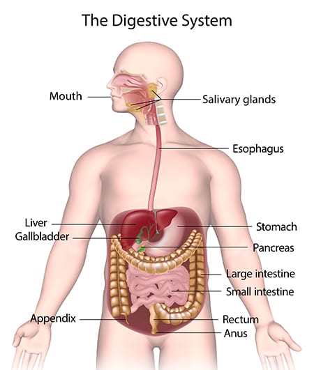 Oral Pregnant