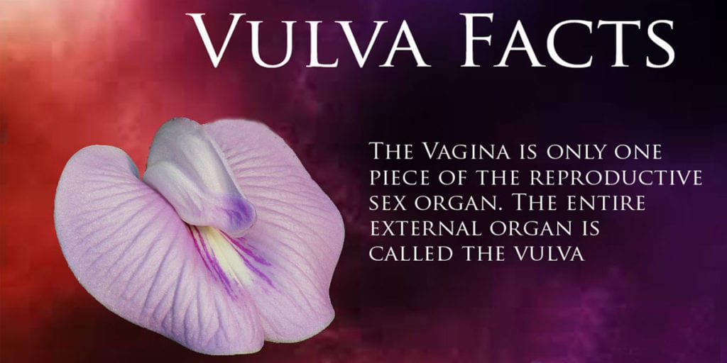 what is a vulva