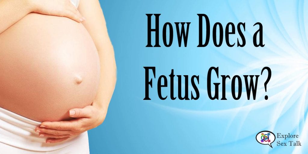 how does a fetus grow