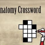 Penis anatomy crossword